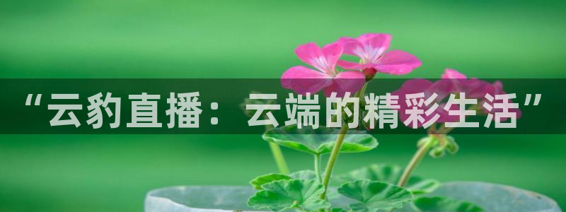 so米体育免费直播：“云豹直播：云端的精彩生活”